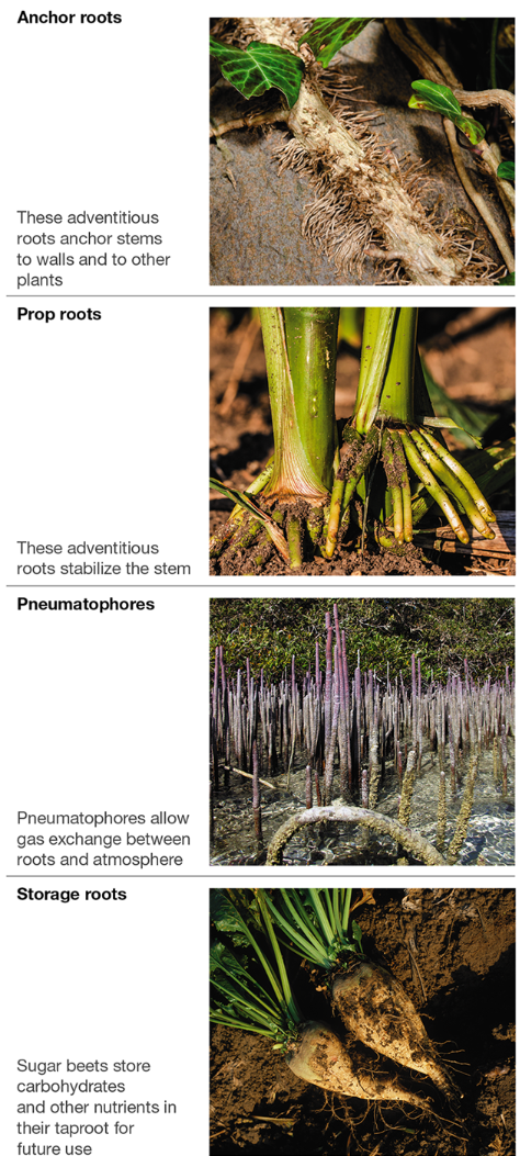 <p>Modified Roots</p>