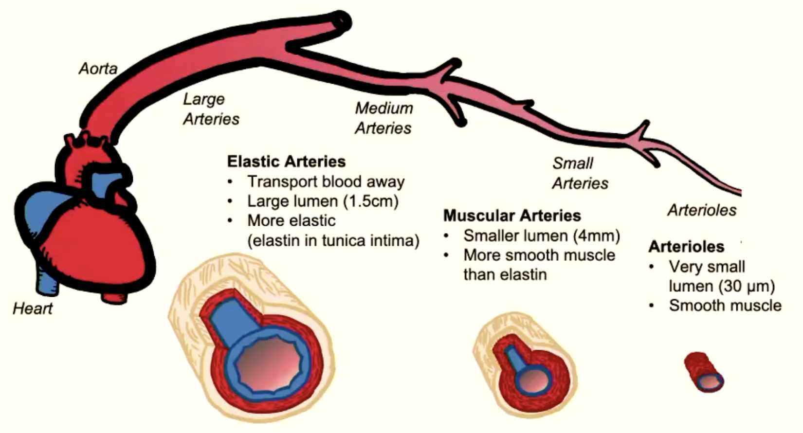 <ul><li><p>transport blood FROM heart to capillaries</p></li><li><p>thicker walls than veins</p></li><li><p>more connective tissue and muscle than veins</p></li><li><p>little resistance due to large radius</p></li><li><p>pressure fluctuates in relation to systole and diastole</p></li><li><p>arterial pressure doesn’t drop to 0mmHg during diastole</p></li><li><p>arterioles are main resistance vessels</p></li></ul><p></p>
