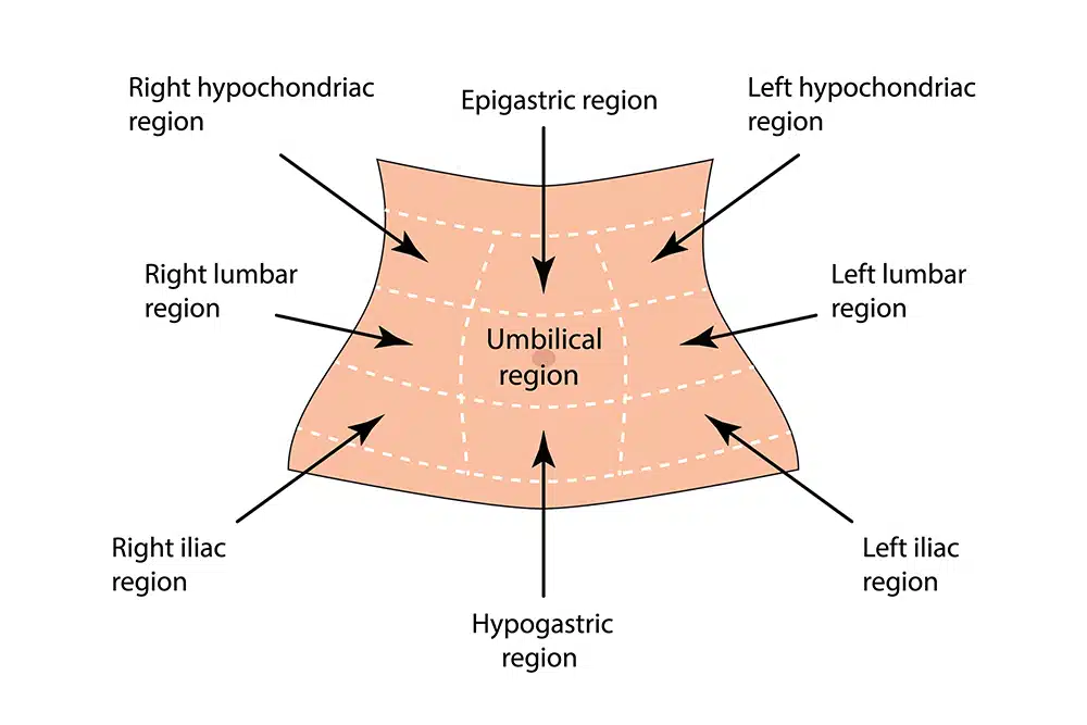<p>Hypogastric Region</p>