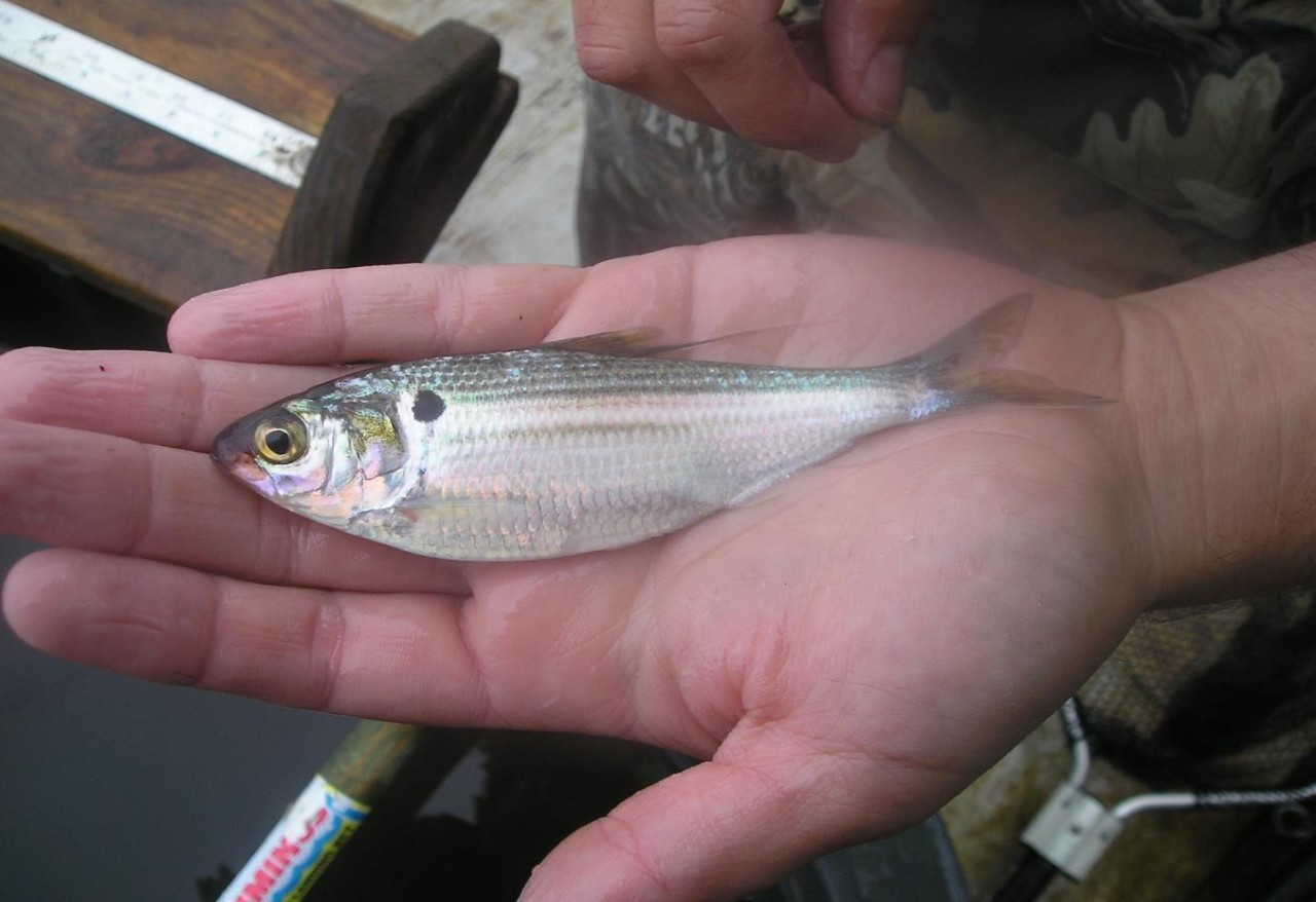<p>Typically small bait fish for sport fish, but rarely can get up to 20 in. </p><p>Look for dark spot (may be faded) present on each side of their body near the gill cover, and they possess a long anal fin. On the <strong>dorsal fin the last ray is very long and thin</strong>, and said dorsal fin starts before the insertion of the pelvic fins.</p>