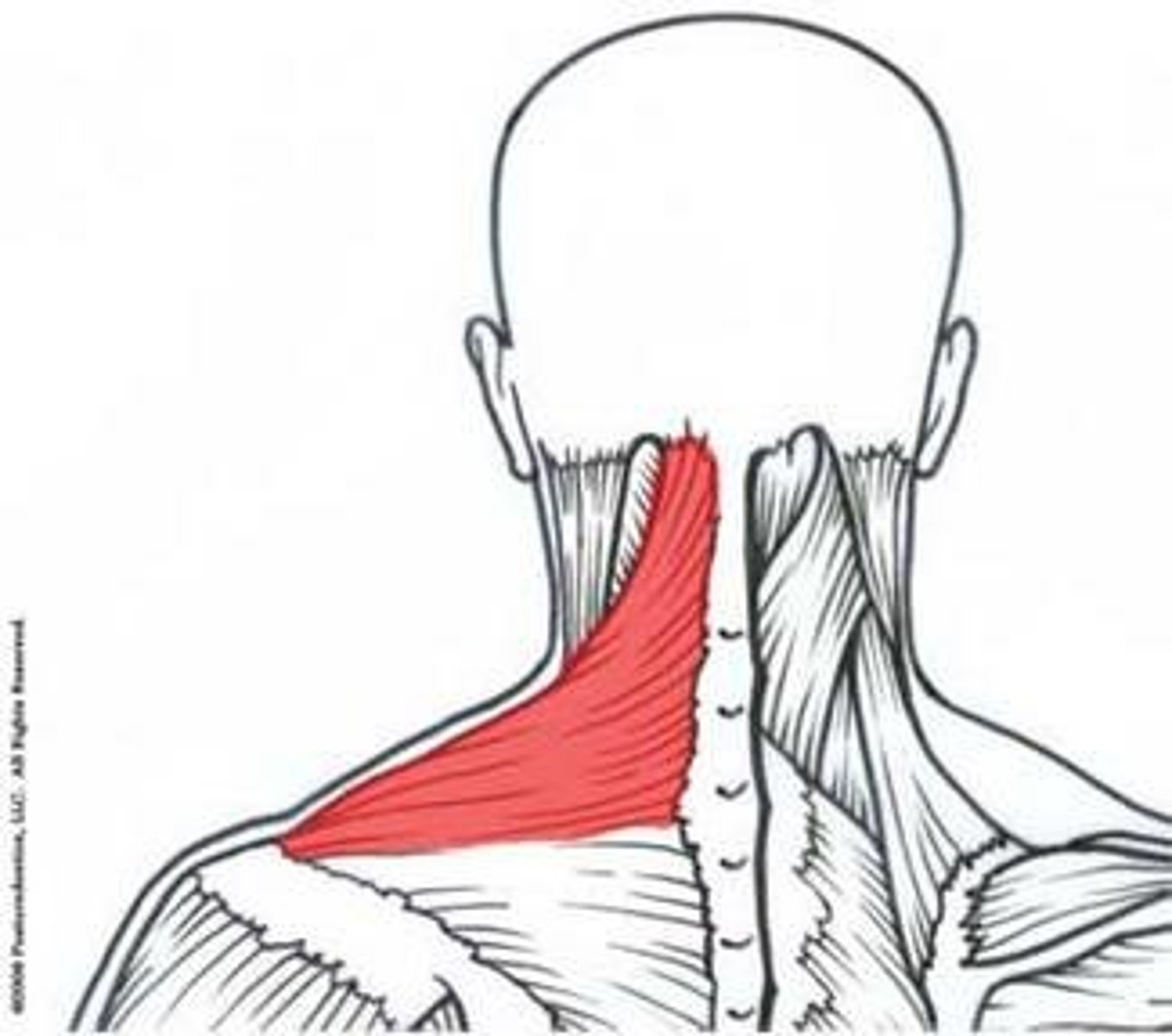 <p>Action - Elevates, depresses, retracts, and rotates the scapula; rotates the arm</p>