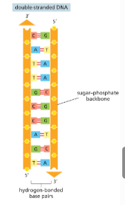 <p>True; backbones face toward the outside of the molecule and bases faces towards the middle</p>