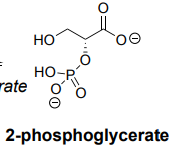 <p><u>Enolase></u></p>
