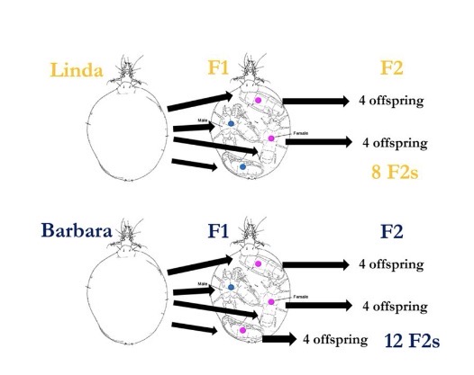 <p>Is this biased sex ratio evidence of group selection?</p><p>A. Yes<br>B. No<br>C. Maybe</p>