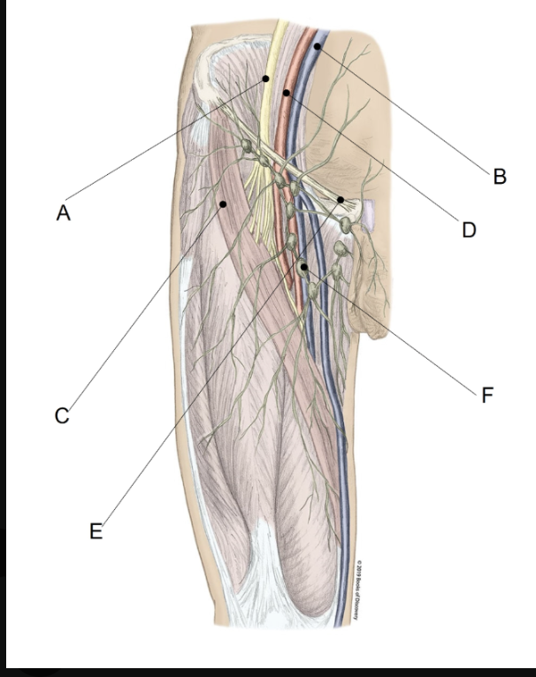 <p><span>Label the diagram below using the matching system provided.</span></p>