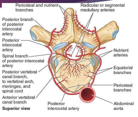 <ul><li><p><strong>Posterior intercostal arteries (same as segmental arteries)</strong></p><ul><li><p><span style="font-family: "Century Gothic";">From thoracic aortal</span></p></li><li><p><span style="font-family: "Century Gothic";">Each level gives</span></p><ul><li><p><span style="font-family: "Century Gothic";">Vertebral body branches</span></p></li><li><p><span style="font-family: "Century Gothic";">Spinal branches (enter intervertebral foramina</span></p></li></ul></li></ul></li></ul><p></p>