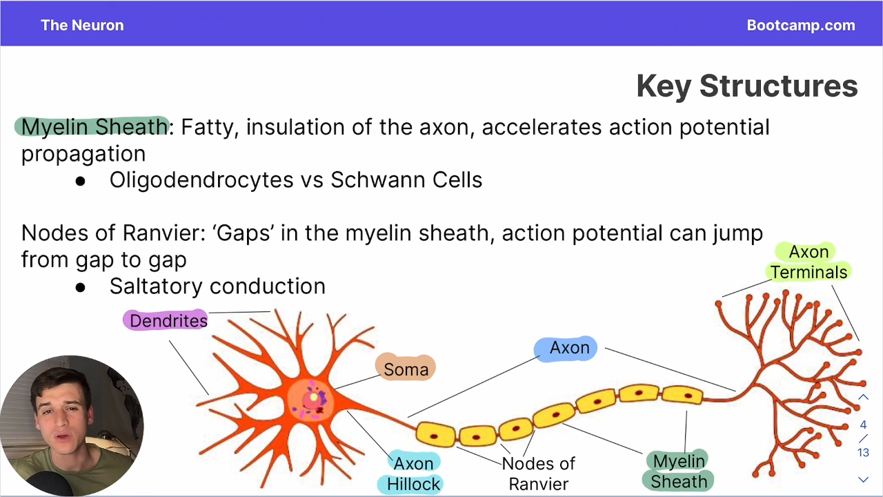 <p>Fatty insulation of the acon which accelerates action potential propegation</p>