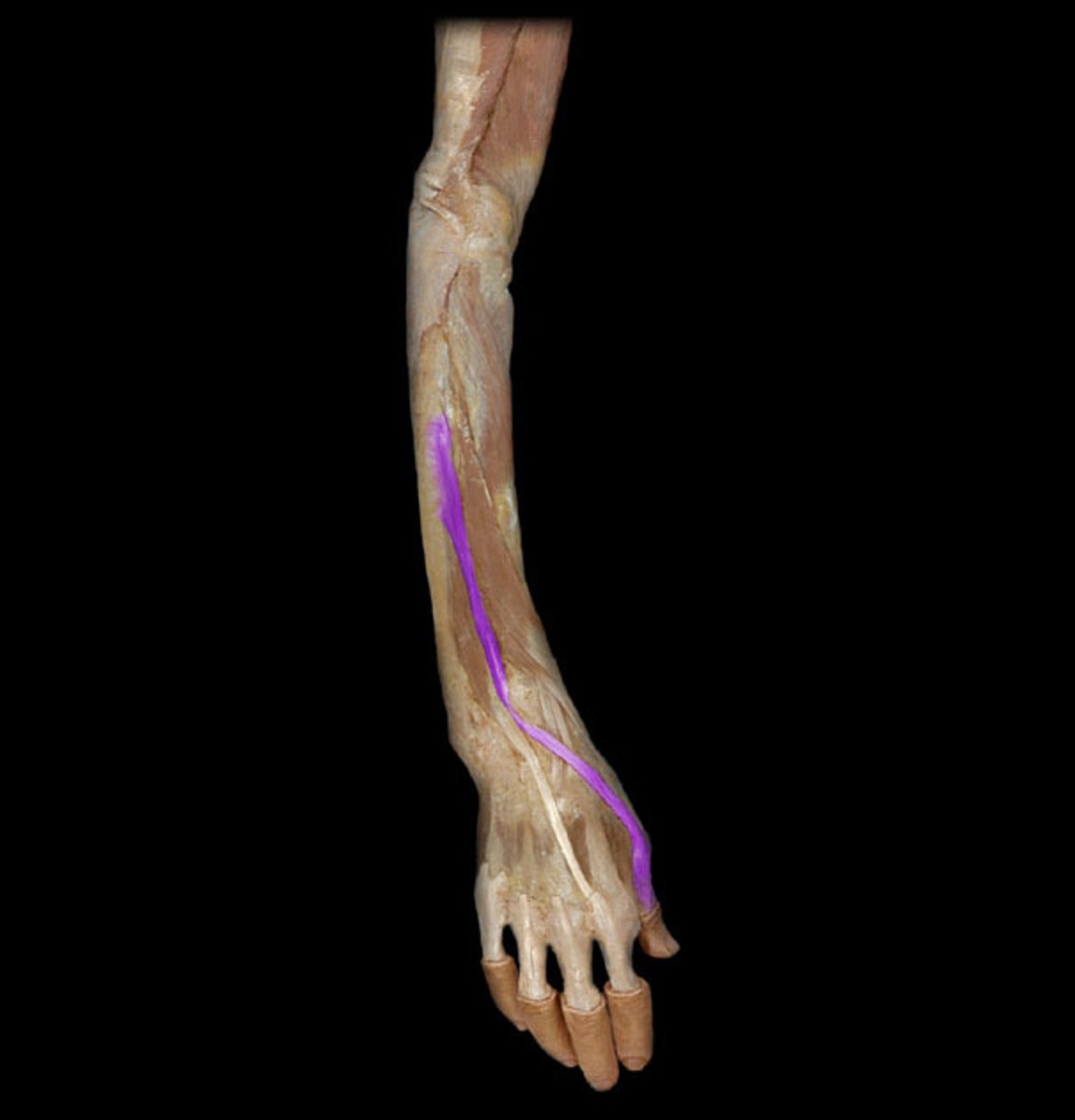 <p>Origin: The posterior surface of the middle one-third of the ulna and the adjacent interosseous membrane.</p><p>Insertion: The base of the distal phalanx of the thumb</p>