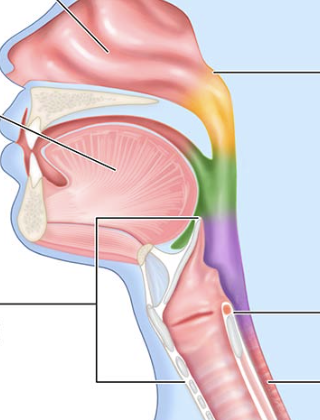 <p>Vocal cords (folds) (the lines on the left)</p>