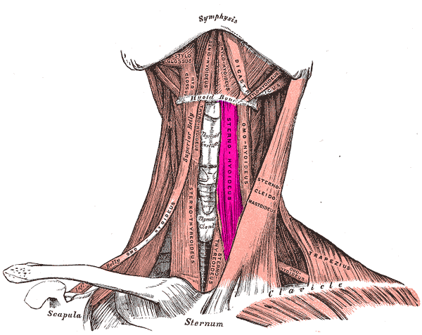<p>Sternohyoid; depresses hyoid bone and larynx</p>