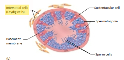 <p><span>Testosterone, secreted by interstitial cells in the testes.</span></p>