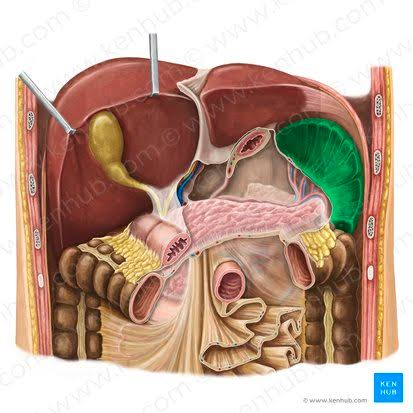 <p>spleen</p>