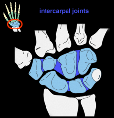 <p>ID joints</p>