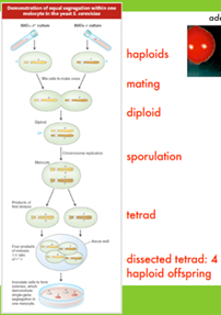 <p><span style="color: rgb(255, 0, 0);"><strong>Markers/assays </strong></span>—> imagine ADE2 MATalpha yeast (white) and ade2 MATa yeast (red). Difference in phenotype color. With a cross of haploids to form diploid, we would expect a 1:1 phenotype ratio in a tetrad produced by the diploid (2 red, 2 white). TRUE!</p><p><span style="color: rgb(255, 0, 0);"><strong>Double mutants </strong></span>—> test for correct ratios if chromosomes were to independently segregate. Two mutants, one mutant per haploid, mutants on diff chromosomes. Cross to form diploid (would be heterozygous for both genes). The tetrad formed during sporulation would have one double mutant, two single mutants, and one WT (all differ in phenotype b/c haploid). </p>