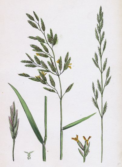 <p>Ängssvingel   (fri i ryggen)(stora småax)</p>