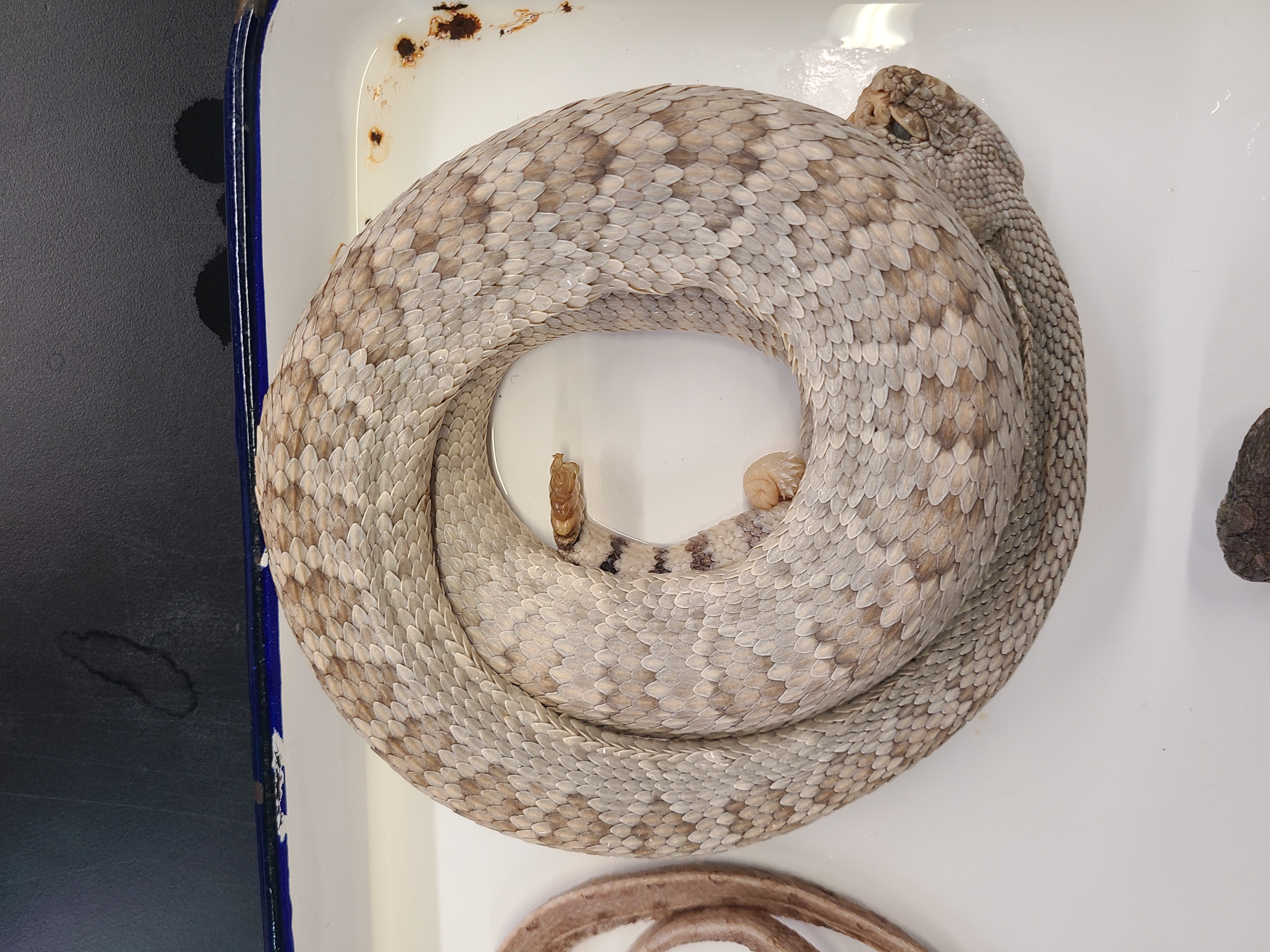 <p>Clade, Family, and Subfamily of Crotalus scutulatus</p>