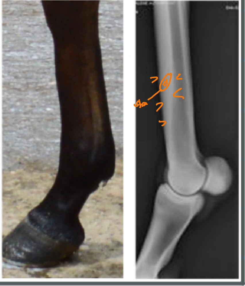 <p>Bucked Shins (Dorsal metacarpal periostitis): Pathophy</p>