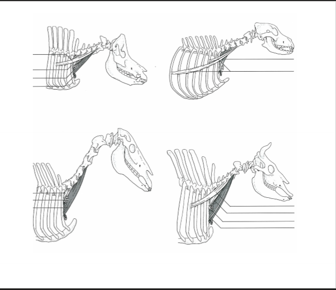 <p>Vilken muskel, delas in i vad?</p>