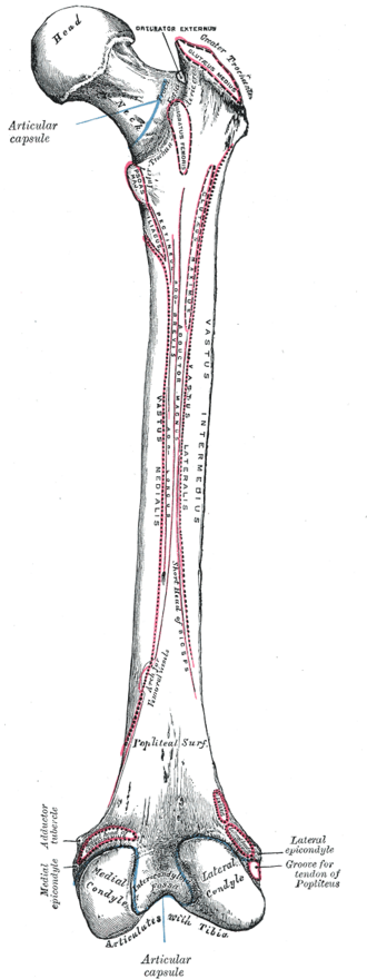 <p>Gluteal Tuberosity</p>