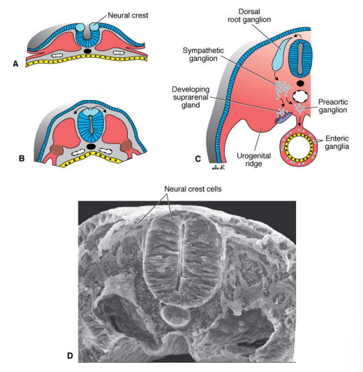 <p>Form at the tips of the neural folds, migrate away when neural tube closure is complete to form the peripheral nervous system.</p>