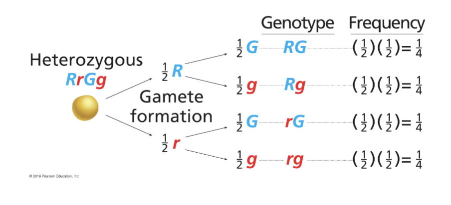 <p>determines the genotypes and frequencies </p>