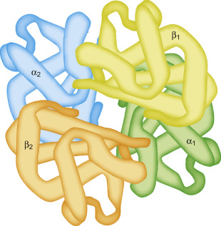 <p>Two or more polypeptide chains (proteins/subunits) bound to each other — bulky and complex shape → complex functions.</p>
