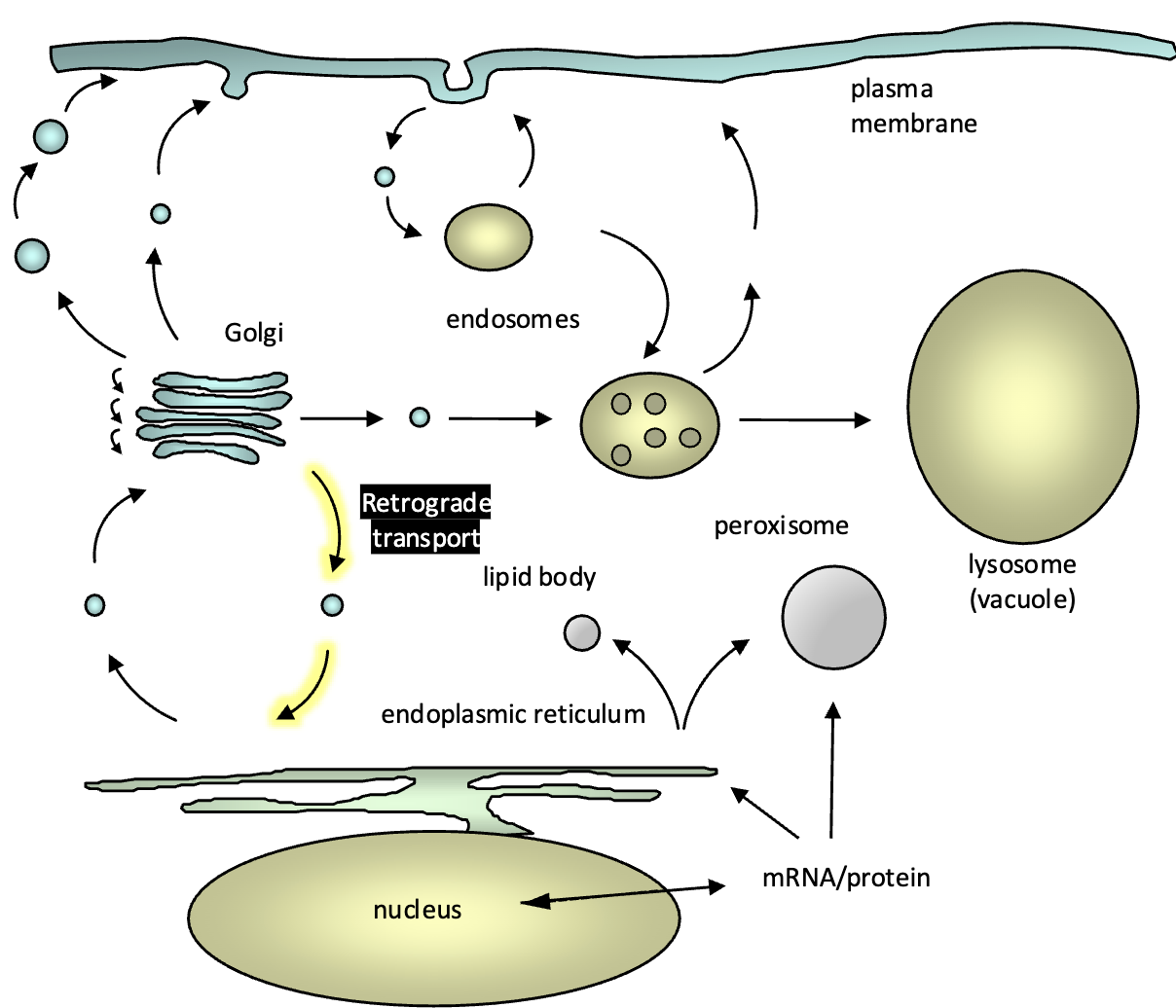 <ul><li><p>most ER resident proteins are retained in the ER by exclusion from budding COPII vesicles at ERESs (they do not posses the di- acidic ER export sorting signal)</p></li><li><p>escaped ER resident proteins are returned from the CGN back to the ER (retrograde transport) by specific ER retrieval sorting signals</p></li></ul><p></p>