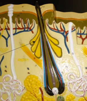 <p>What is this gland?</p>