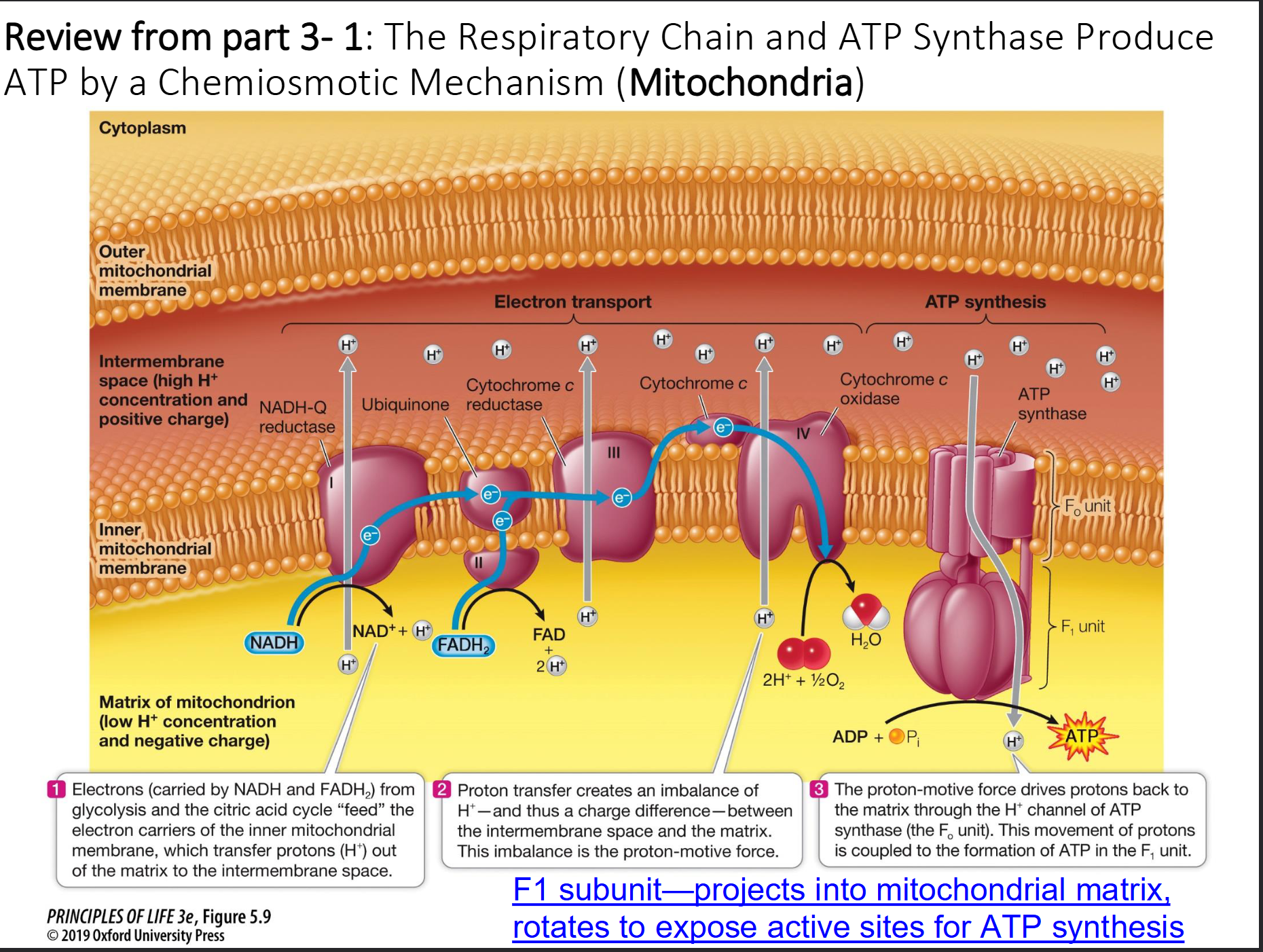 <ul><li><p><strong>Oxygen:</strong> Acts as the <strong>final electron acceptor</strong> at the end of the ETC. It combines with electrons and H+ to form <strong>water (H2O)</strong>. Without it, the chain backs up and stops.</p><ul><li><p><span>One of the most electronegative elements&nbsp;</span></p></li></ul></li><li><p><strong>Proton Gradient:</strong> Energy from passing electrons is used to pump H+ ions into the <strong>intermembrane space</strong>.</p></li><li><p><strong>ATP Synthesis:</strong> The high concentration of H+ creates a "pressure" (proton-motive force) that flows through <strong>ATP Synthase</strong>, spinning it like a turbine to manufacture ATP.</p></li></ul><p></p>