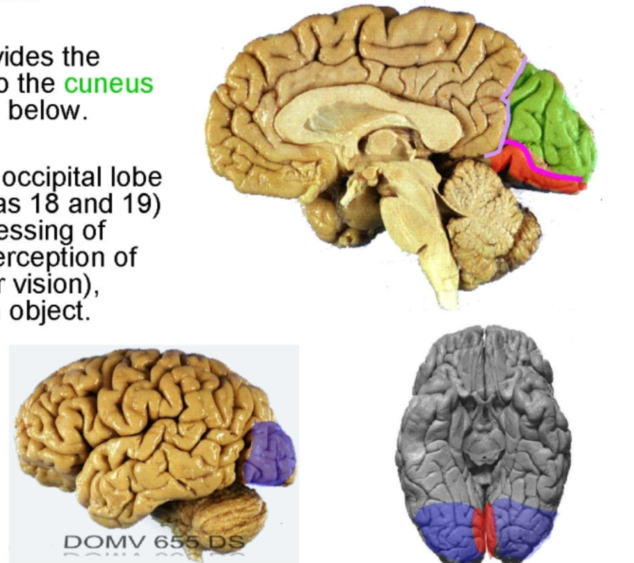 <ul><li><p>Medially, the usually well defined parieto-occiptal sulcus separates the parietal and occipital lobes.</p></li><li><p>The <mark data-color="purple" style="background-color: purple; color: inherit;">calcarine sulcus</mark> divides the medial occipital lobe into the <mark data-color="green" style="background-color: green; color: inherit;">cunceus</mark> above and <mark data-color="red" style="background-color: red; color: inherit;">lingual</mark> gyrus below.</p></li><li><p>Remaining areas of the occipital lobe (<mark data-color="blue" style="background-color: blue; color: inherit;">extra striate cortex</mark>, areas 18 and 19) ae involved in the processing of visual data leading to the perception of motion, depth (binocular vision), color, and position of an object.</p></li></ul><p></p>