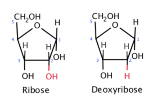 <p><strong>- </strong>DNA nucleotides are deoxyribose (five-carbon sugar), RNA nucleotides are ribose (five-carbon sugar)</p><p><span>- DNA has H group at bottom, RNA has OH group at bottom</span></p>