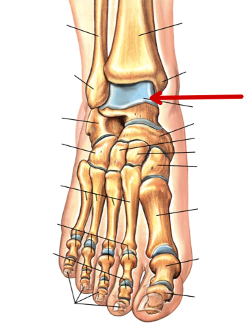 <p>Foot Bones</p>