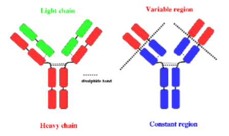 <ul><li><p>Structure</p><ul><li><p>2 Heavy chains + 2 Light chains</p></li></ul></li><li><p>Mechanism</p><ul><li><p>Have high affinity to particular antigens</p></li></ul></li><li><p>Production</p><ul><li><p>Can be produced in animals like rabbits, mice, sheep, goats, and humans </p></li></ul></li></ul><p></p>