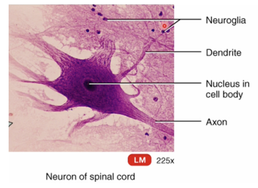 <p>helps to support, nourish, and protect neurons.</p>