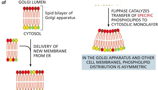 <p>Transfer phosphatidylserine and phosphatidylethanolamine to the CYTOSOLIC MONOLAYER </p>