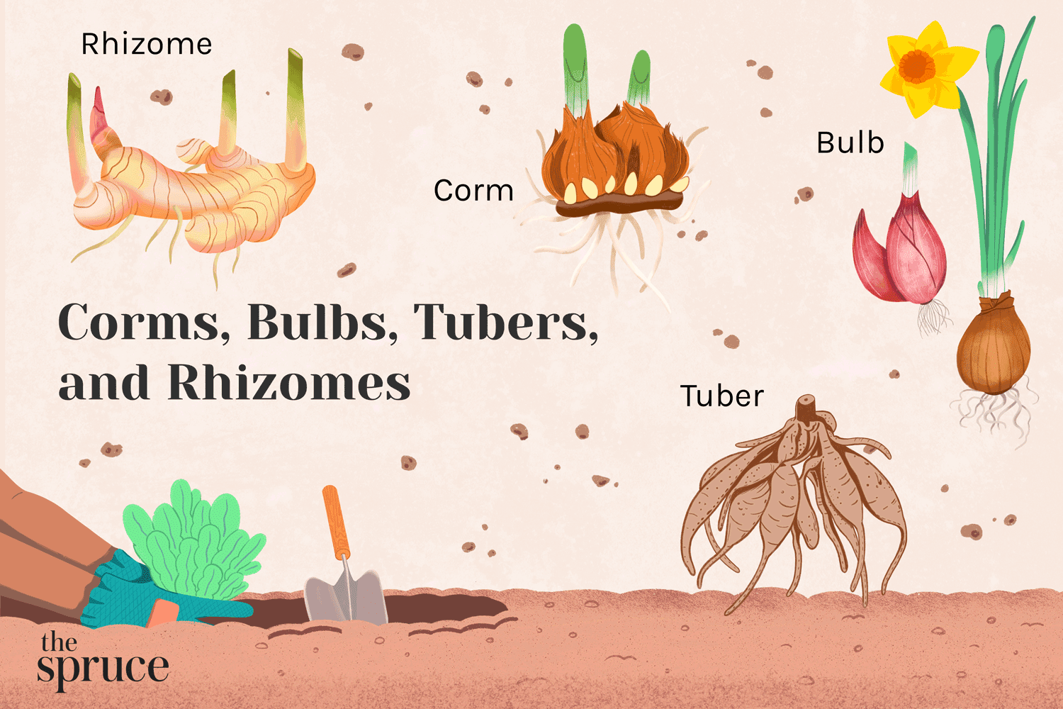 <p>A bulb is a short underground stem surrounded by thick, fleshy storage leaves, as in an onion. A rhizome is a horizontal underground stem with nodes and internodes that produces roots and aboveground shoots.</p>