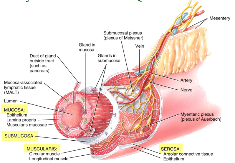 <p>Four layers of tissues</p><ul><li><p>Mucosa (deepest), Submucosa, Muscularis, Serosa/adventitia (superficial) lumen is the inside of the tube.</p></li></ul><p>Mucosa: </p><ul><li><p>mucous membrane</p></li><li><p>Epithelial tissue</p><ul><li><p>Stratified squamous (mouth, pharynx, esophagus, anus)</p></li><li><p>Simple columnar (stomach and intestines)</p></li><li><p>Includes glandular cells that secrete mucus and fluid into the lumen</p></li></ul></li><li><p>Areolar connective tissue (lamina propria.)</p></li><li><p>Smooth muscle (muscularis mucosae)</p></li><li><p>Lamina propria contains “MALT”, mucosa-associated lymphatic tissue that protect against disease.</p></li><li><p>Muscularis mucosae: creates folds in the lining of the stomach and small intestines</p></li></ul><p>Submucosa</p><ul><li><p>irregular connective tissue that binds the mucosa to the muscularis.</p><ul><li><p>blood and lymphatic vessels (to receive absorbed substances)</p></li><li><p>submucosal plexus: a network of neurons</p></li></ul></li></ul><p>Muscularis:</p><ul><li><p>mouth, pharynx, superior and middle parts of the esophagus, and anal sphincter contain skeletal muscle</p></li><li><p>Rest of the tract: smooth muscle</p></li><li><p>Inner circular sheet</p></li><li><p>Outer longitudinal sheets, myenteric nerve plexus between them</p></li></ul><p>Serosa/adventitia</p><ul><li><p>is the outermost layer.</p></li><li><p>adventitia - fibrous connective tissue attached to surrounding tissues (e.g. esophagus).</p></li><li><p>serosa - fibrous connective tissue in the peritoneal cavity, with a mesothelium surface layer</p><ul><li><p>Serosa covers the intra-abdominal organs as the visceral peritoneum</p></li></ul></li></ul><p></p>