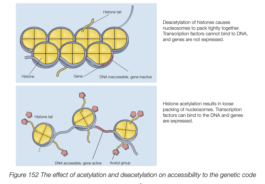 <ul><li><p>DNA is packed with histone proteins to form chromatin</p></li><li><p>acetylation of histone proteins changes RNA polymerase accessibility to genes</p></li><li><p>acetylation: chromatin to decondense - loose packing of histone proteins - RNA polymerase can bind to DNA and express genes</p></li><li><p>deacetylation: chromatin condenses, histone proteins are more tightly packed, RNA polymerase can’t bind, and transcription won’t happen</p></li><li><p>histone proteins can also be methylated - consequences depend on the amino acids within the histone protein being methylated and the number of methyl groups added to that amino acid </p></li></ul><p></p>