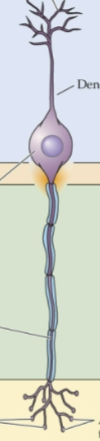 <p>define a bipolar neuron</p>