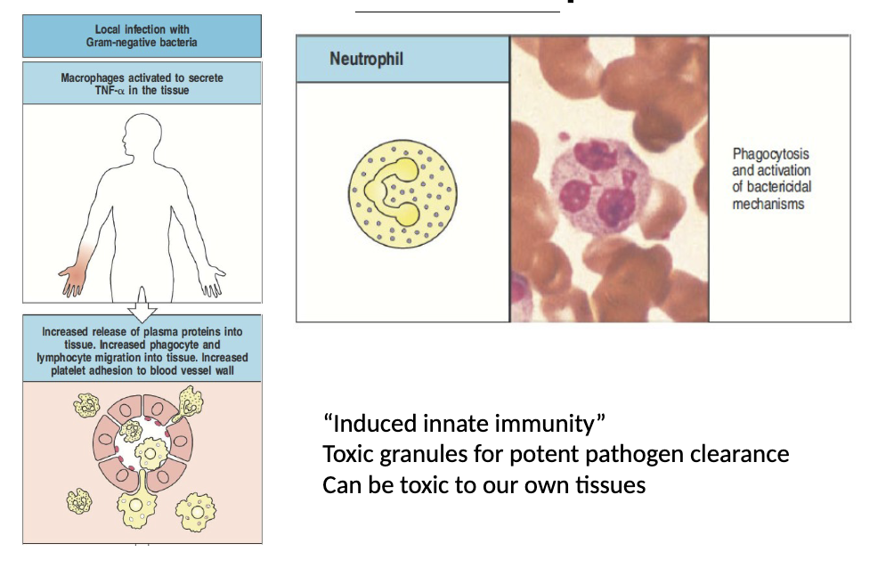 <p>Neutrophils come out of the BLOOD and usually in response to a cytokine. They make their way to tissues. They phagocytose pathogens.</p><p></p><p>Do we like neutrophils being in our tissues?</p>