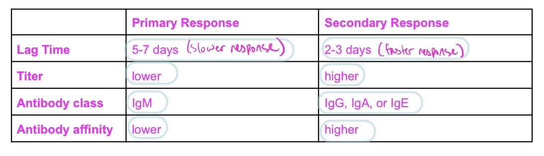 <ul><li><p>primary Ab response to virus/bac:</p><ul><li><p>virus/bac invade body → ends up in LN → meets lymphocytes that recognize it → lymphocytes become stimulated → clonal expansion</p></li><li><p>virus/bac has many epitopes → each epitope stim. a diff. clone of T/B cell → induce polyclonal response</p></li><li><p>some B cells turn into plasma cells → secrete IgM</p></li><li><p>some B cells undergo mitosis → get help from T cell cytokines to rearrange DNA + class-switch → differentiate into plasma cells that secrete diff. Ig isotype w/ same antigen specificity but diff. effector fxn</p></li><li><p>some of those clones become memory B cells of that new isotype</p></li><li><p>the plasma cells die or continue as long-lived plasma cells</p></li><li><p>w/o further Ag stim. → Ab conc. decreases</p></li></ul></li></ul><p></p><ul><li><p>secondary Ab response to virus/bac:</p><ul><li><p>virus/bac invade body → ends up in LN → meets lymphocytes that recognize it → activates lymphocytes</p></li><li><p>same B cell clones that recognized Ag during primary response turn into plasma cells → secrete IgM</p></li><li><p>B cell clones prod. during primary response (class-switched memory B cells + long-lived plasma cells) activate → memory B cells differentiate into effector (plasma) cells → plasma cells secrete IgG, IgA, and/or IgE</p></li><li><p>secondary response diff. bc Ag-specific B cell clones have alr. undergone mitosis → clonal expansion → maturation → thus Ab prod. at most efficient class + highest affinity + higher in titer than primary response</p></li><li><p>CD4+ + CD8+ T cells also have undergone mitosis → clonal expansion → maturation → more cells that can recog. that Ag</p></li></ul></li></ul><p></p>