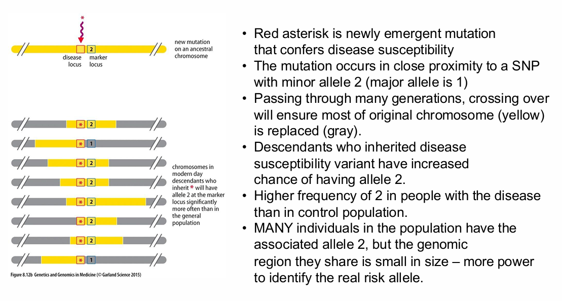<p>How can a marker allele become associated with a disease-susceptibility allele through LD?</p>