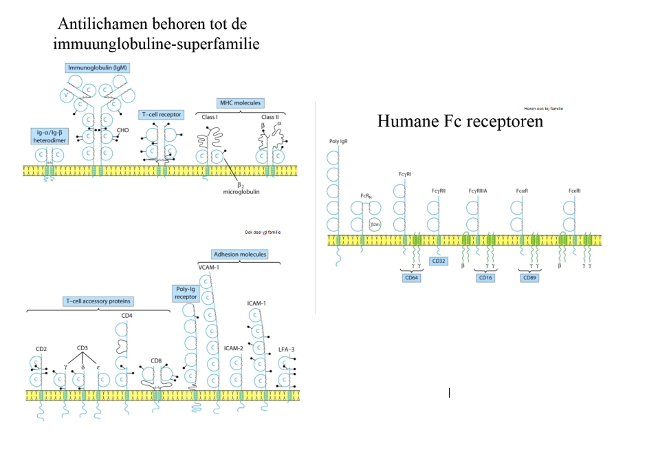 <ol><li><p>coreceptor vd BCR: Ig-alfa + Ig-bèta</p></li><li><p>antistoffen/antilichamen</p><ol><li><p>IgM</p></li><li><p>IgG</p></li><li><p>IgA</p></li><li><p>IgD</p></li><li><p>IgE</p></li></ol></li><li><p>T-cel receptor</p></li><li><p>MHC moleculen</p><ol><li><p>MHCI</p></li><li><p>MHCII</p></li></ol></li><li><p>T-cel accessoire proteinen</p><ol><li><p>CD2</p></li><li><p>CD3</p></li><li><p>CD4</p></li><li><p>CD8</p></li></ol></li><li><p>poly-Ig receptor</p></li><li><p>adhesie moleculen</p><ol><li><p>VCAM-1</p></li><li><p>ICAM-2</p></li><li><p>ICAM-1</p></li><li><p>LFA-3</p></li></ol></li><li><p>humane Fc receptoren</p></li></ol><p></p>