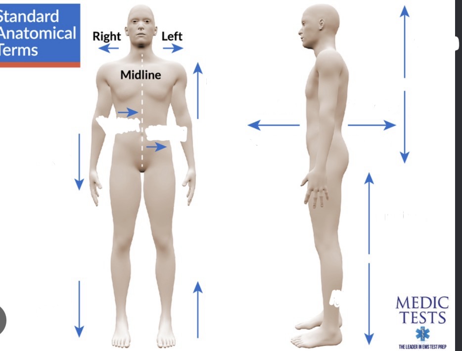 <p>What areas does 'Ventral' refer to in the body and head?</p>