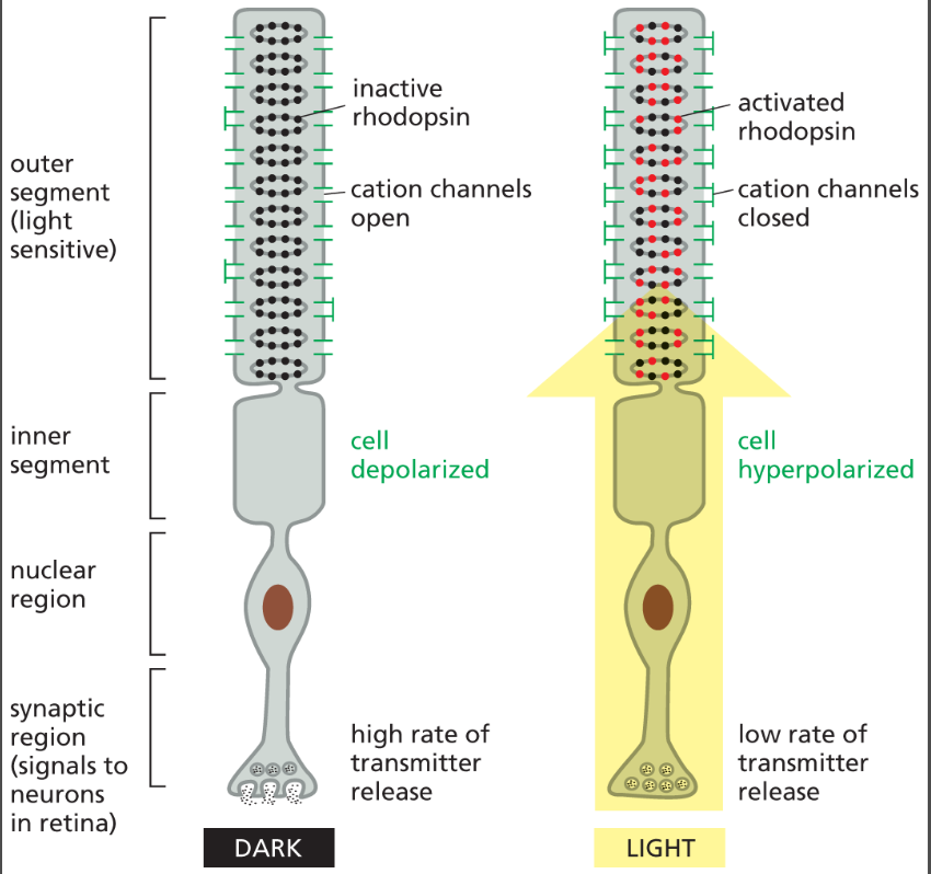 <p>a G-protein coupled light receptor that activates a G-protein called <strong>transducin </strong>when stimulated by light.</p>