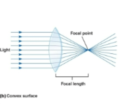 <p>convex surfaces </p>