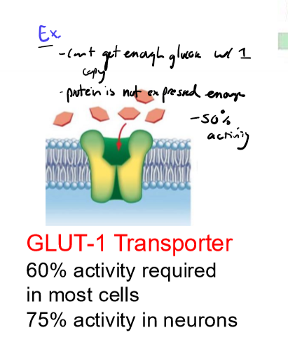 <ul><li><p>one copy of WT allele not sufficient for activirty</p></li><li><p>recessive mendialian genetics</p></li><li><p>ex. GLUT-1 Transporter, 60% activity required in most cells to get enough glucose in, with 50% activity doesn’t work</p></li></ul><p></p>