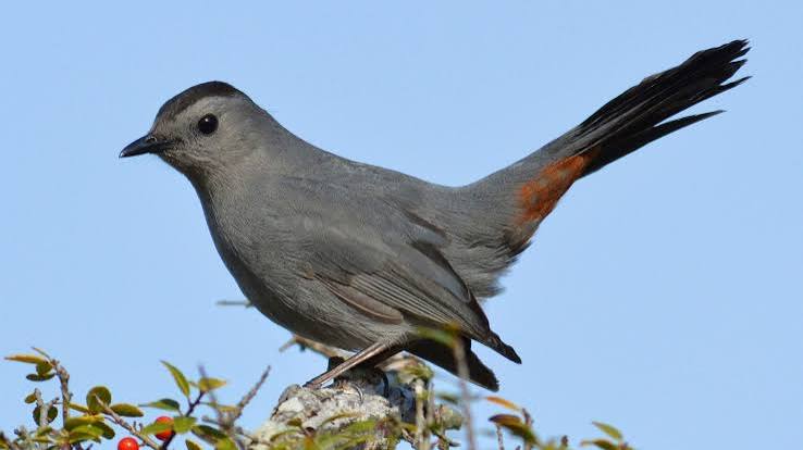 <p>Gray Catbird</p>