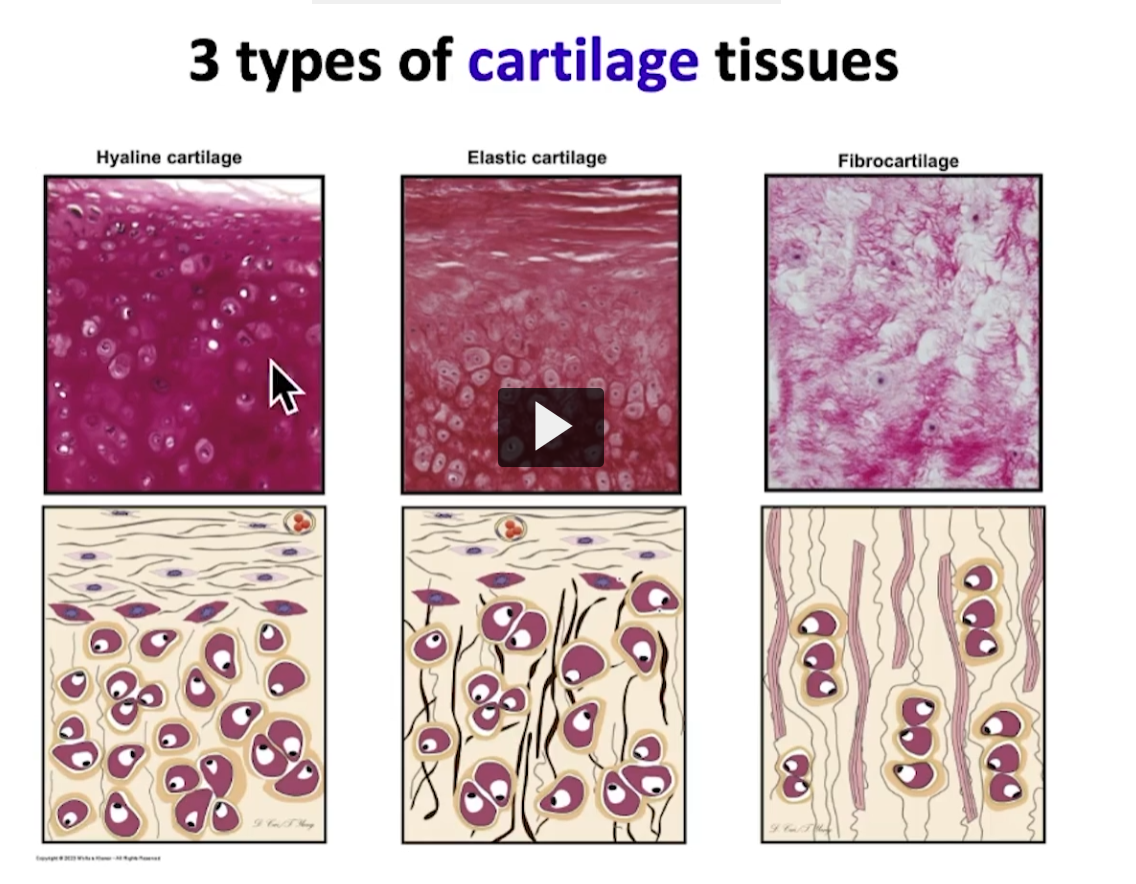 <p>As she said, there are three types of cartilage tissues. Hyaline, elastic, and fibrocartilage. We will begin with hyaline cartilage, the most common type. </p>
