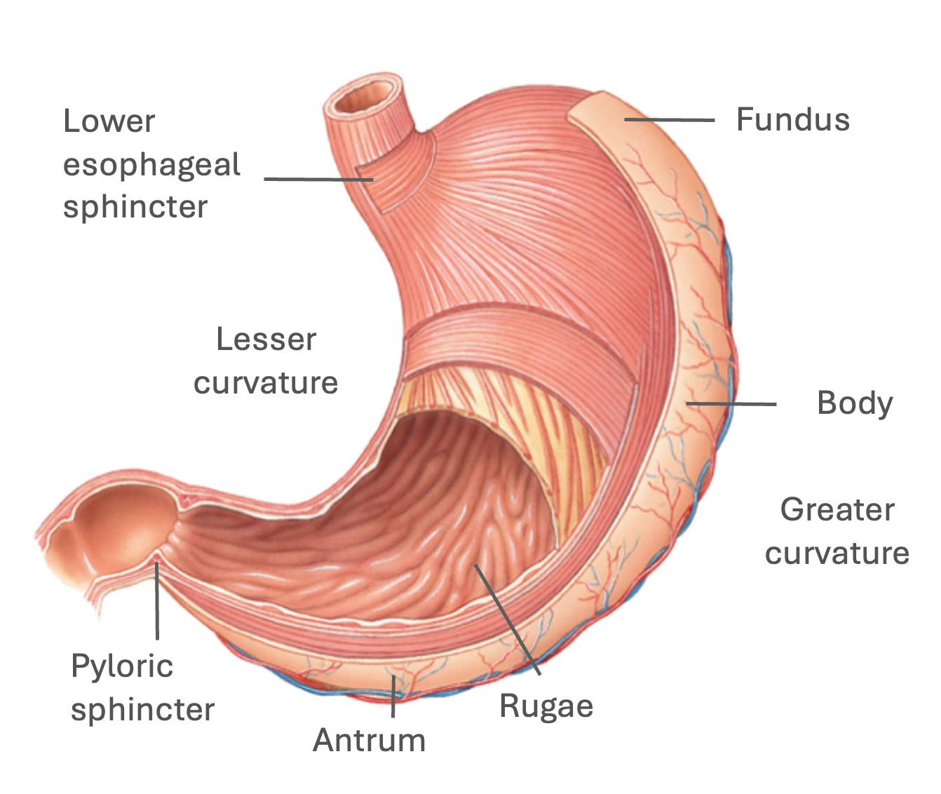 <p>TUBE ANATOMY</p><ul><li><p>lower esophageal sphincter → open 4 bolus from esophagus to stomach</p></li><li><p>fundus → bolus 1st enter here, does<u> receptive relaxation</u> (stretch 4 bolus)</p></li><li><p>body → central region makes chyme when liquify blous w muscle contraction + gastric juice</p></li><li><p>antrum → work w/ body to make chyme</p></li><li><p>pyloric sphincter → open to releases chyme to intestines when liquid enough</p></li><li><p>rugae → folds on mucosa layer &amp; help expand V by stretch when big meal</p></li><li><p>greater curvature = L side</p></li><li><p>lesser curvature = R side</p></li></ul><p></p>